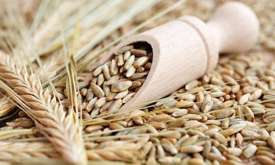 Rye Grain Cereale secco L.: grani impilati sopra alcuni spuntoni. Rye Grain Cereale secco L.: grani impilati sopra alcuni spuntoni.