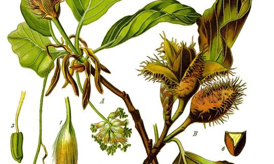 Teil-Illustration Rotbuchen-Bestandteile; Blüten, Buchenblätter und Buchecker der Fagus sylvatica. Teil-Illustration Rotbuchen-Bestandteile; Blüten, Buchenblätter und Buchecker der Fagus sylvatica.