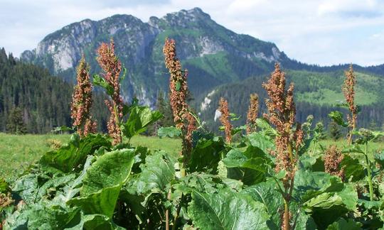 Muelle salvaje (Rumex spp.) En primer plano y montañas al fondo. Muelle salvaje (Rumex spp.) En primer plano y montañas al fondo.
