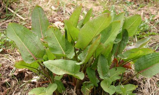 Muelle crudo de hojas romas (Rumex obtusifolius) en una pradera. Muelle crudo de hojas romas (Rumex obtusifolius) en una pradera.