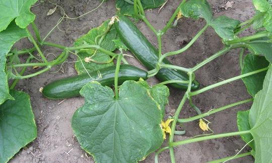 Salatgurke, mit Schale, roh - Cucumis sativus: Zwei Salatgurken noch an der Pflanze am Boden. Salatgurke, mit Schale, roh - Cucumis sativus: Zwei Salatgurken noch an der Pflanze am Boden.