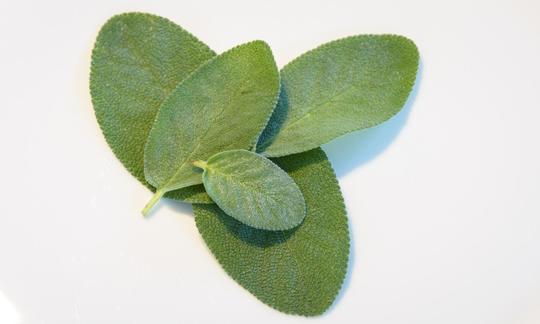 Свежие листья шалфея лекарственного (Salvia officinalis) на белом фоне: зелёный, войлочные листья шалфея имеют горький и пряный вкус. Свежие листья истинного мудреца (Salvia officinalis) на белой поверхности.