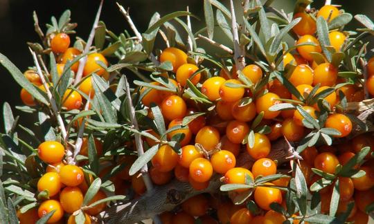 Stacheln vom Sanddorn (Hippophae rhamnoides), neben den erntereifen Sanddornbeeren. Stacheln vom Sanddorn (Hippophae rhamnoides), neben den erntereifen Sanddornbeeren.