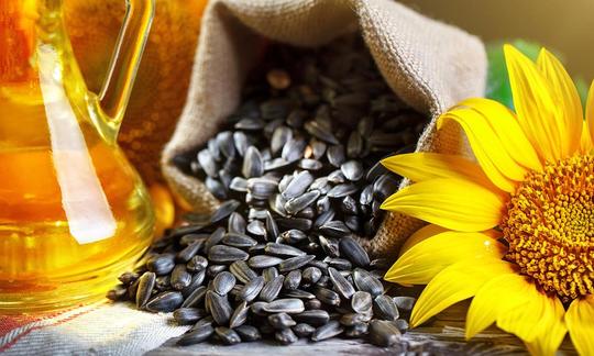 Dried sunflower seeds - Helianthus annuus - swelling from sack, right sunflower. Dried sunflower seeds - Helianthus annuus - swelling from sack, right sunflower.