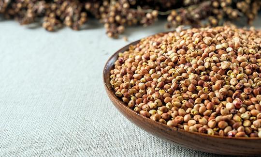 Sorgo (chicchi di sorgo, miglio di zucchero) - sorgo spp. In guscio, dietro le pannocchie.