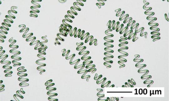 Bilder der Spirulina Bakterien (eine Gattung der Cyanobakterien), die ihre Gestalt in Abhängigkeit vom Nährstoffgehalt und pH-Wert des Wassers ändern. Bilder der Spirulina-Bakterien (eine Gattung der Cyanobakterien).
