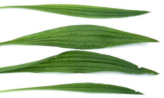Erbe: plantano minore - Plantago lanceolata Erbe: plantano minore - Plantago lanceolata
