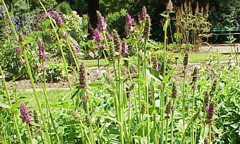 Knollen-Ziest - Stachys affinis - in Blüte in der Natur stehend. Knollen-Ziest - Stachys affinis - in Blüte in der Natur stehend.