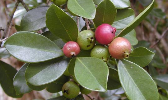 Strawberry guava on shrub / tree, also called red guava or cherries guava - Psidium cattleianum. Strawberry guava on shrub / tree, also called red guava or cherries guava - Psidium cattleianum.