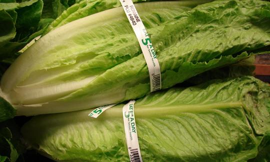 Готовые к продаже сырые головки салата ромэн - Lactuca sativa var. logifolia. Готовые к продаже сырые головки салата ромэн - Lactuca sativa var. logifolia.