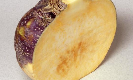 Halved purple-white swedish turnip with yellow flesh - Brassica napus ssp. napobrassica. Halved purple-white swedish turnip with yellow flesh - Brassica napus ssp. napobrassica.