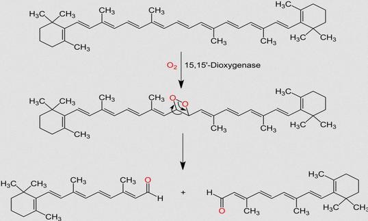 Oxidativer Abbau von β-Carotin führt über ein Dioxetan zu zwei Equivalenten all-trans-Retinal.
