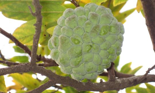Cannella di mele appesa a un albero, ancora acerbo, Annona squamosa. Cannella di mele appesa a un albero, ancora acerbo, Annona squamosa.