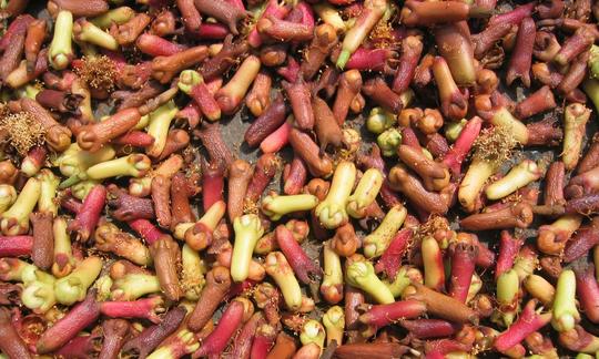 Cloves - Syzygium aromaticum - raw, freshly prepared for drying. Cloves - Syzygium aromaticum - raw, freshly prepared for drying.