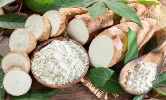 Amido di tapioca in un contenitore di legno circondato da radici di manioca affettate. Amido di tapioca in un contenitore di legno circondato da radici di manioca affettate.