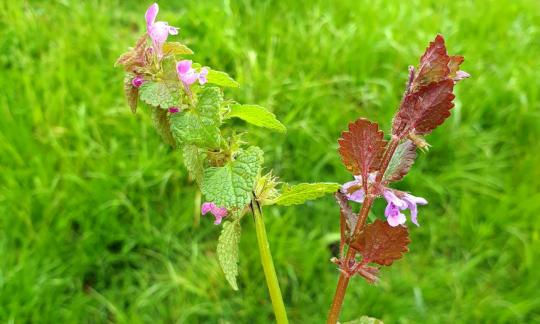 Gundermann (derecha, glechoma hederacea) en contraste con la ortiga muerta (izquierda, lamium). Gundermann (derecha, glechoma hederacea) en contraste con la ortiga muerta (izquierda, lamium).