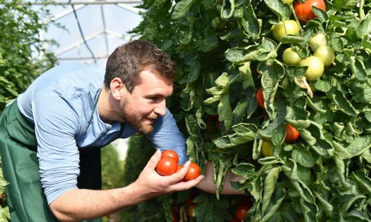 Tomate, rojo, maduro, crudo - Solanum lycopersicum: un jardinero está cosechando en el invernadero.