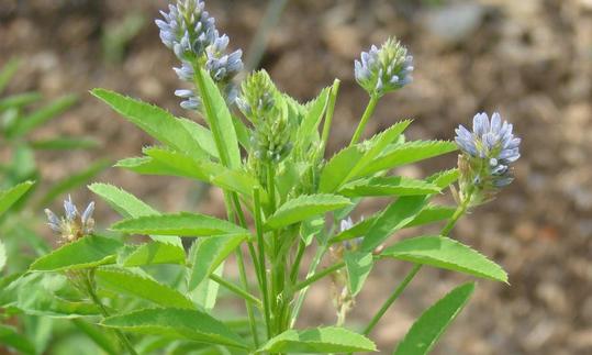 Blue Fenugreek (Blue meliot, Ziger clover, cheese clover) - Trigonella caerulea. Blue Fenugreek (Blue meliot, Ziger clover, cheese clover) - Trigonella caerulea.