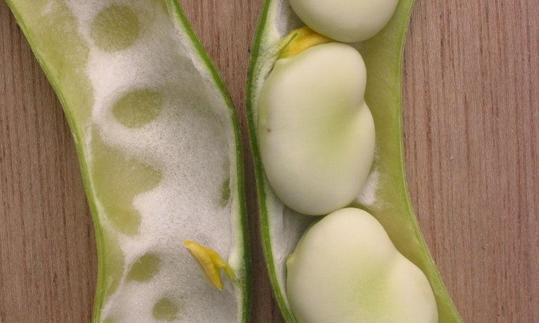 Geöffnete, unreife Hülsenfrucht bietet Einblick auf die nierenförmigen Ackerbohnensamen.
