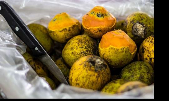 Tucumã (Awara): Früchte der Palme Astrocaryum vulgare, teilweise angeschnitten, essreif, frisch. Tucumã (Awara): Früchte der Palme Astrocaryum vulgare, teilweise angeschnitten, essreif, frisch.