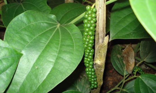 Piper nigrum: Hanging, green, so immature fruits of a pepper plant. Red would be fully ripe, fresh. Piper nigrum: Hanging, green, so immature fruits of a pepper plant. Red would be fully ripe, fresh.