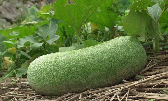 Calabaza de cera (melón de invierno) - Benincasa hispida - en la planta antes de la cosecha. Calabaza de cera (melón de invierno) - Benincasa hispida - en la planta antes de la cosecha.