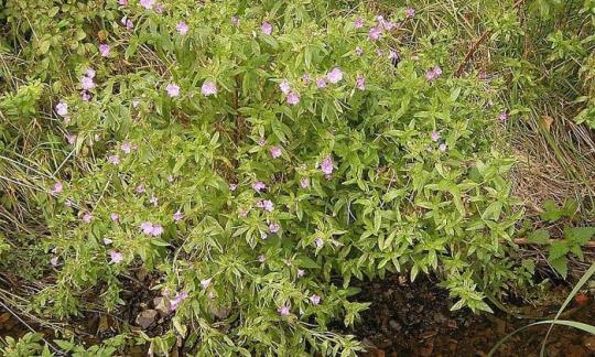Shaggy Willowherb (Epilobium hirsutum) che cresce spontaneamente come un piccolo arbusto. Shaggy Willowherb (Epilobium hirsutum) che cresce spontaneamente come un piccolo arbusto.