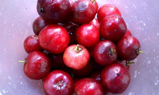 Fruchtsäfte, Nektar, Smoothies, etc.: Acerola-Saft, roh Fruchtsäfte, Nektar, Smoothies, etc.: Acerola-Saft, roh