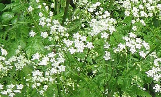 Кервель дикий Эшен (научное название: Anthriscus sylvestris) Кервель дикий Эшен (научное название: Anthriscus sylvestris)