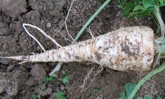 Frisch ausgegrabene Wurzelpetersilie (Petersilienwurzel) - Petroselinum crispum Frisch ausgegrabene Wurzelpetersilie (Petersilienwurzel) - Petroselinum crispum