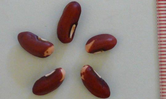 Фасоль стручковая, сырая (Vigna unguiculata subsp. sesquipedalis). Отдельные бобы зелёного стручка. Фасоль стручковая, сырая (Vigna unguiculata subsp. sesquipedalis). Отдельные бобы зелёного стручка.