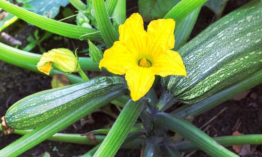 Sommerkürbis - hier als Zucchini an der Pflanze mit gelber Blüte. Es gibt mehrere Arten. Sommerkürbis - hier als Zucchini an der Pflanze mit gelber Blüte. Es gibt mehrere Arten.