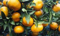 Raw, untreated mandarins (Citrus reticulata) on a mandarin tree.