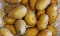 Alcuni aceri grezzi del tipo "Nicola" in una pila - Solanum tuberosum.