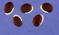 Five helmet beans, ripe seeds, raw - Dolichos purpureus or Lablab purpureus.