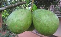 Two grapefruits hanging from a tree - Citrus maxima.