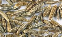 Cumin seeds (Cuminum cyminum) scattered on a light surface.