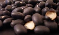 Close up of ripe black bean seeds - Phaseolus vulgaris.