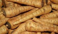 Raw, freshly harvested parsnips (Pastinaca sativa).