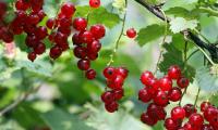 Redcurrants, hanging on bush. Botanical name: Ribes rubrum.