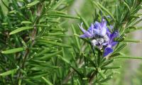 Rosemary, fresh - Rosmarinus officinalis - branches with rosemary leaves and flowers.