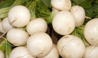 White storage tubers of the turnip, raw (Brassica rapa ssp. rapa) lying together.