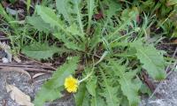 Leaves of the Common Dandelion - Taraxacum officinale