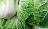 Cuttings of stacked raw Chinese cabbage (Brassica rapa ssp. pekinensis).