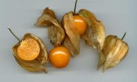 Einige Kapstachelbeeren,(Physalis), auch Blasenkirsch genannt. Nicht zu verwechseln mit ähnlichen aber ungeniessbaren Früchten in den gemässigten Zonen.