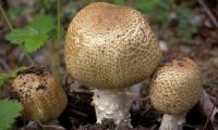Portobello mushrooms (Agaricus bisporus): portobello mushrooms with large cap growing in the wild.