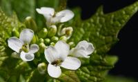 Planta de mostaza de ajo de flores silvestres - Alliaria petiolata.