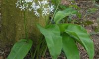 травы, пряности и дикоросы, сырые, необработанные: черемша - Allium ursinum