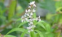 Lemon bush (Aloysia citrodora) flowers in nature.