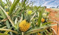 Pineapple in large plantation in the growing area - Ananas comosus.